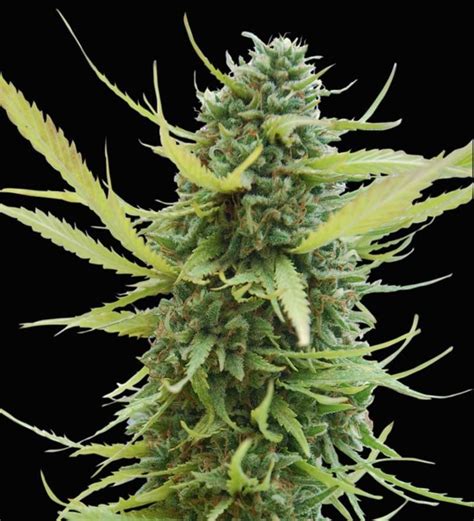 Sweet smelling, potent strain. . Colombia gold strain world of seeds